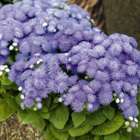 Miracle Ageratum Mexicanum Mavi Vapur Dumanı Çiçeği 1000 Tohum