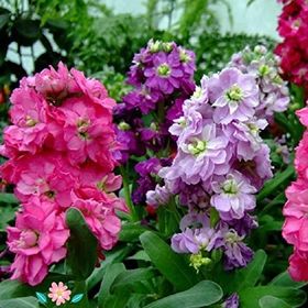 Miracle Ageratum Mexicanum Mavi Vapur Dumanı Çiçeği 1000 Tohum