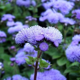Miracle Ageratum Mexicanum Mavi Vapur Dumanı Çiçeği 1000 Tohum