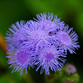 Miracle Ageratum Mexicanum Mavi Vapur Dumanı Çiçeği 1000 Tohum