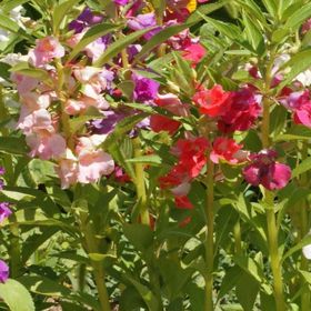 Miracle Balsamina Karışık Renkli 150 Tohum Kına Çiçeği