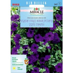 Miracle Eflatun Alderman Violet 800 Tohum Bodur Petunya Çiçeği