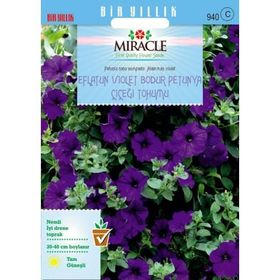 Miracle Eflatun Alderman Violet 800 Tohum Bodur Petunya Çiçeği