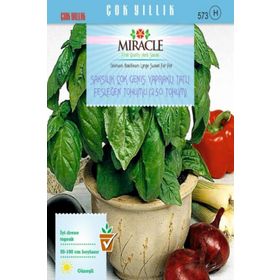 Miracle Geniş Yapraklı Tatlı Fesleğen Tohum