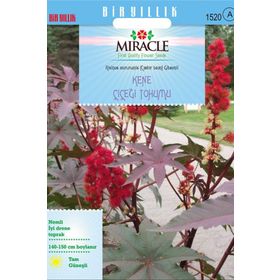 Miracle Gibsonii Kene Castor 5 Tohum Bean Çiçeği
