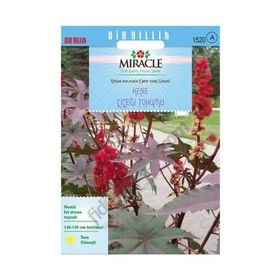 Miracle Gibsonii Kene Castor 5 Tohum Bean Çiçeği