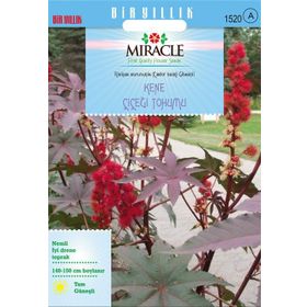 Miracle Gibsonii Kene Castor 5 Tohum Bean Çiçeği