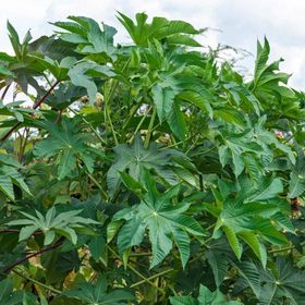 Miracle Gibsonii Kene Castor 5 Tohum Bean Çiçeği