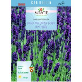 Miracle Hidcote Blue Lavanta 100 Tohum