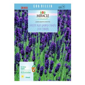 Miracle Hidcote Blue Lavanta 100 Tohum