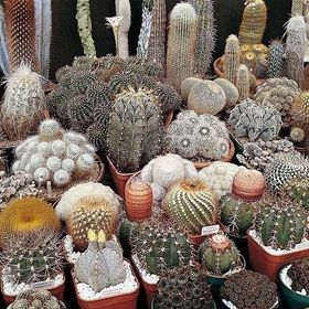 Miracle Karışık Kaktüs Bitkileri Çiçeği 180 Tohum