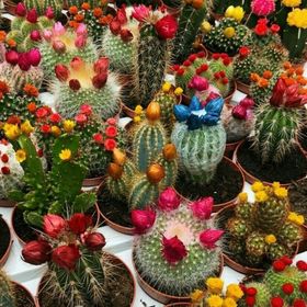 Miracle Karışık Kaktüs Bitkileri Çiçeği 180 Tohum