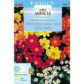 Miracle Karışık Renkli Bodur Mignon Dahlia Çiçeği 80 Tohum