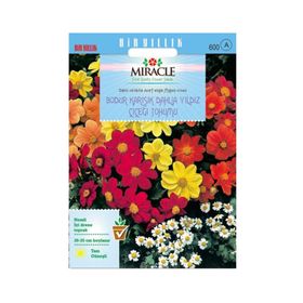 Miracle Karışık Renkli Bodur Mignon Dahlia Çiçeği 80 Tohum