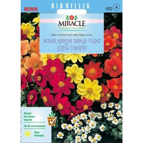 Miracle Karışık Renkli Bodur Mignon Dahlia Çiçeği 80 Tohum