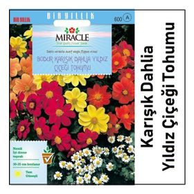 Miracle Karışık Renkli Bodur Mignon Dahlia Çiçeği 80 Tohum