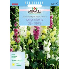 Miracle Karışık Renkli Katmerli Gül Hatmi Çiçeği 40 Adet Tohum