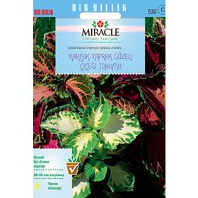 Miracle Karışık Renkli Kolyos-Coleus Yaprak Güzeli Çiçeği 700 Tohum