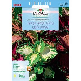 Miracle Karışık Renkli Kolyos-Coleus Yaprak Güzeli Çiçeği 700 Tohum