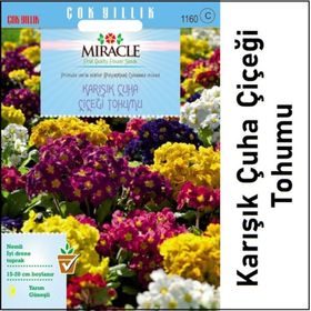 Miracle Karışık Renkli Onbir Ay Çuha Çiçeği 50 Tohum