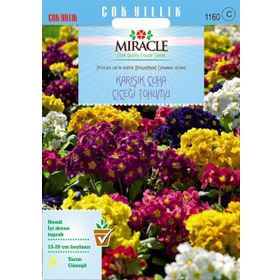 Miracle Karışık Renkli Onbir Ay Çuha Çiçeği 50 Tohum
