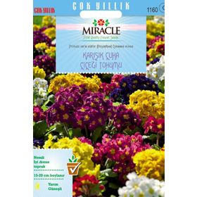 Miracle Karışık Renkli Onbir Ay Çuha Çiçeği 50 Tohum