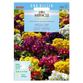 Miracle Karışık Renkli Onbir Ay Çuha Çiçeği 50 Tohum
