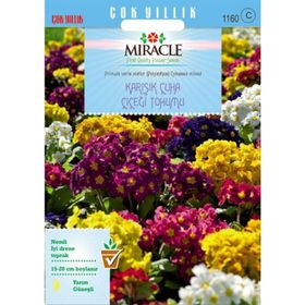 Miracle Karışık Renkli Onbir Ay Çuha Çiçeği 50 Tohum