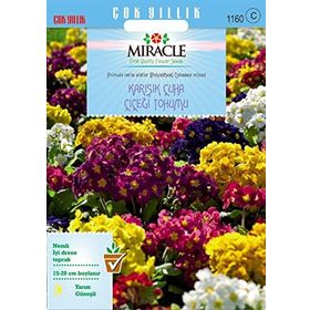 Miracle Karışık Renkli Onbir Ay Çuha Çiçeği 50 Tohum