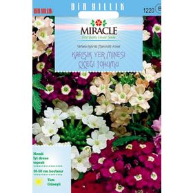 Miracle Karışık Renkli Yer Minesi Verbena Çiçeği 100 Tohum