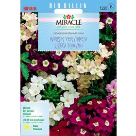 Miracle Karışık Renkli Yer Minesi Verbena Çiçeği 100 Tohum
