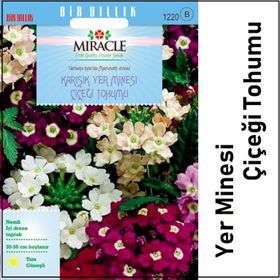 Miracle Karışık Renkli Yer Minesi Verbena Çiçeği 100 Tohum