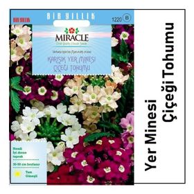 Miracle Karışık Renkli Yer Minesi Verbena Çiçeği 100 Tohum