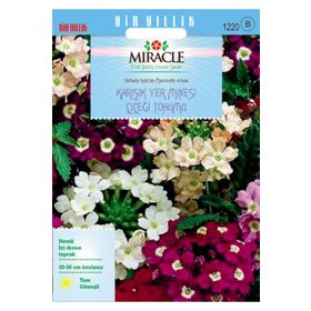 Miracle Karışık Renkli Yer Minesi Verbena Çiçeği 100 Tohum