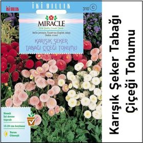 Miracle Karışık Şeker Tabağı- Çayır Papatyası Çiçeği 600 Tohum