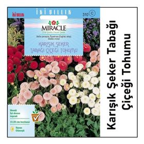 Miracle Karışık Şeker Tabağı- Çayır Papatyası Çiçeği 600 Tohum
