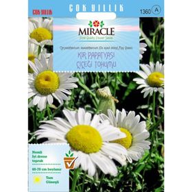 Miracle Krizantem Kır Papatyası Çiçeği 750 Tohum