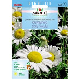 Miracle Krizantem Kır Papatyası Çiçeği 750 Tohum