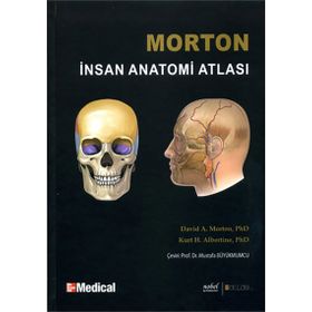 MORTON İNSAN ANATOMISI - ADAM DAVID MORTON;KURT H. ALBERTINE