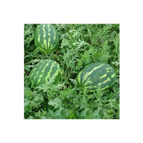 Mutlu Paket Crimson Karpuz 10 gr Tohum