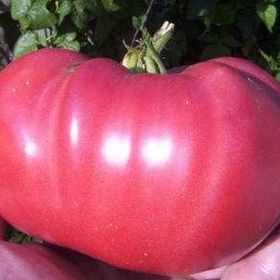 Nadir 10 Adet Geleneksel İri Pembe Domates Tohumu