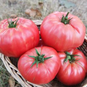 Nadir 10 Adet Geleneksel İri Pembe Domates Tohumu