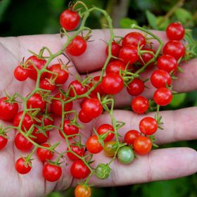 Nadir 10 Adet İthal Cherry Minik Bezelye Domates Tohumu