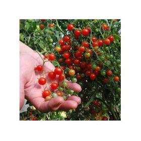 Nadir 10 Adet İthal Cherry Minik Bezelye Domates Tohumu