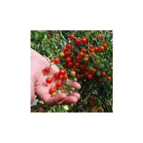 Nadir 10 Adet İthal Cherry Minik Bezelye Domates Tohumu