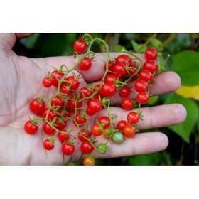 Nadir 10 Adet İthal Cherry Minik Bezelye Domates Tohumu