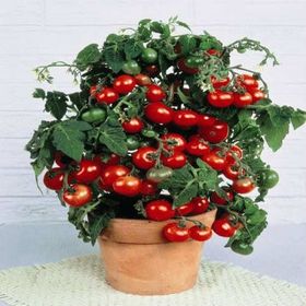 Nadir 10 Adet Saksılık Cherry Domatesi Tohumu