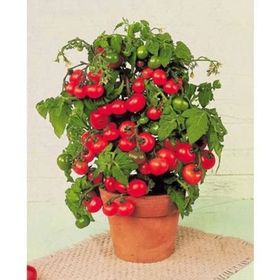Nadir 10 Adet Saksılık Cherry Domatesi Tohumu