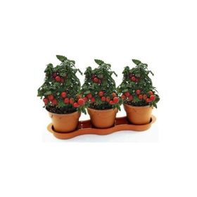 Nadir 10 Adet Saksılık Cherry Domatesi Tohumu