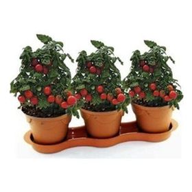 Nadir 10 Adet Saksılık Cherry Domatesi Tohumu